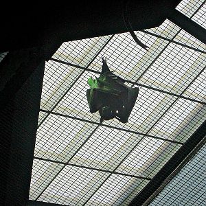 May 2013 - Wings of the World - Indian Flying Fox