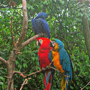 May 2013 - Wings of the World - Scarlet + Blue-and-gold + Hyacinth Macaws