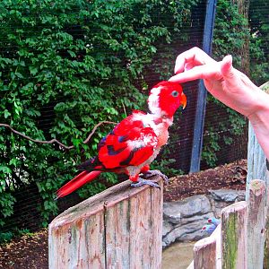 May 2013 - Lorikeet Landing - Red Lory