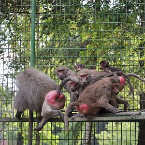Hamadryas baboon/ Papio hamadryas
