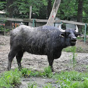 Asiatic water buffalo/ Bubalus bubalis