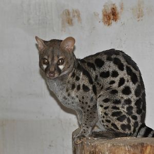 Large-spotted genet/ Genetta tigrina