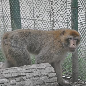 Barbary ape/ Macaca sylvanus