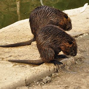 Nutria/ Myocastor coypus