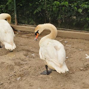 Mute swan/ Cygnus olor
