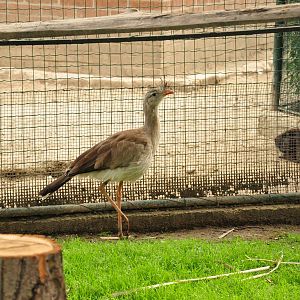 Red-legged seriema/ Cariama cristata