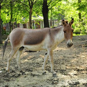 Eastern kiang/ Equus kiang holdereri