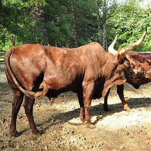 Watusi cow/ Bos taurus taurus watusi