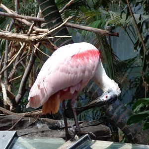 Roseatte Spoonbill