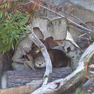 North American River Otter