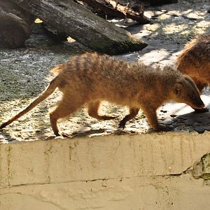 Banded mongoose/ Mungos mungo