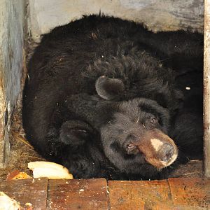Asiatic black bear/ Ursus thibetanus