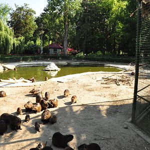 Waterfowl and nutrias