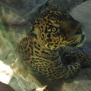 Jaguar/ Panthera onca