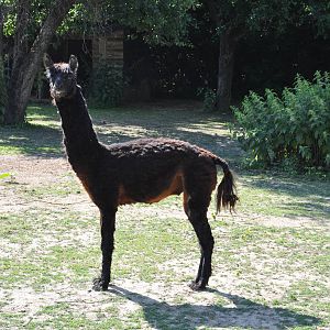 Llama/ Lama glama