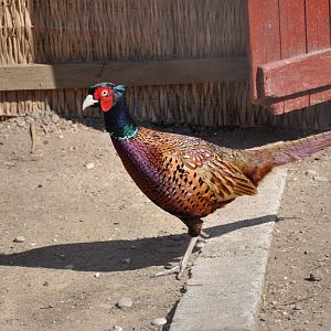 True pheasant/ Phasianus colchicus