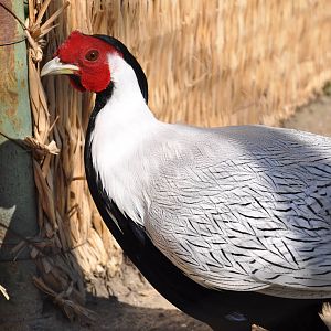 Silver pheasant/ Lophura nycthemera