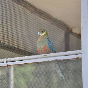 Western rosella/ Platycercus icterotis