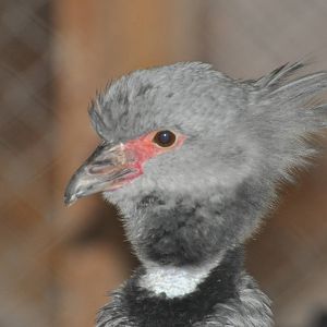 Crested screamer/ Chauna torquata