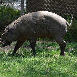 Babirusa