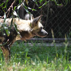 African Wild Dog