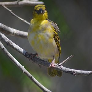Black-headed Weaver - Female