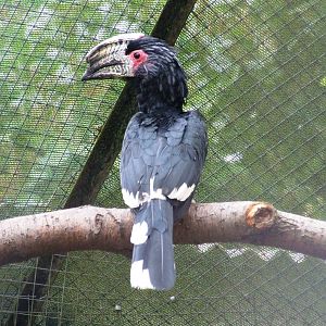 Trumpeter Hornbill at Tropical Birdland, 18/05/13
