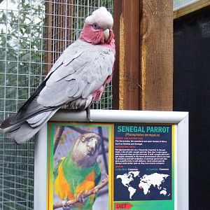Lying Galah at Tropical Birdland, 18/05/13