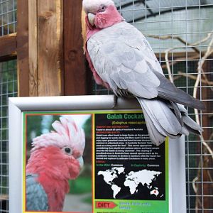 Truthful Galah at Tropical Birdland, 18/05/13