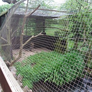 Kookaburra Aviary at Tropical Birdland, 18/05/13