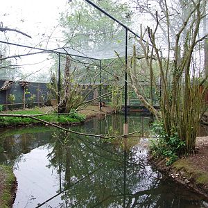 Walk-through Aviary at Tropical Birdland, 18/05/13