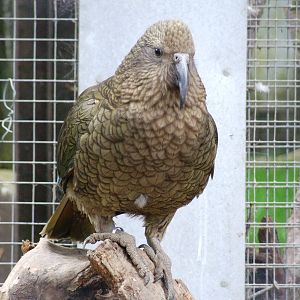 Kea at Tropical Birdland, 18/05/13