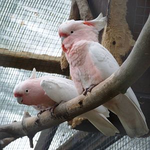 Leadbeater's Cockatoo at Tropical Birdland, 18/05/13