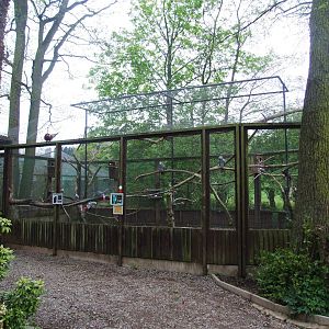 Grey Parrot Aviary at Tropical Birdland, 18/05/13
