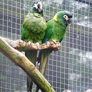 Yellow-collared Macaws at Tropical Birdland, 18/05/13