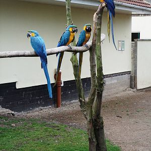 Blue-and-Yellow Macaws at Tropical Birdland, 18/05/13