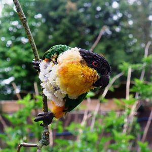 Black-headed Caique at Tropical Birdland, 18/05/13