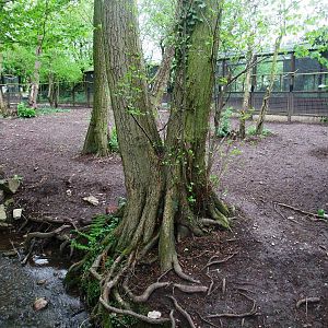 Emu Paddock at Tropical Birdland, 18/05/13