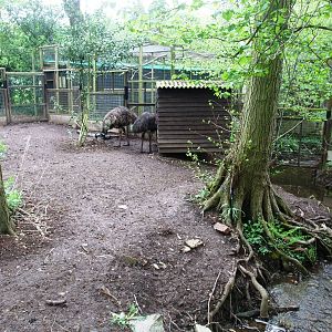 Emu Paddock at Tropical Birdland, 18/05/13
