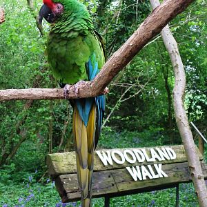 Military Macaw at Tropical Birdland, 18/05/13
