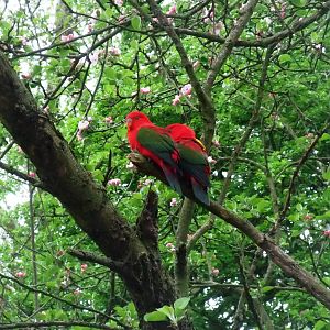 Yellow-backed Chattering Lories at Tropical Birdland, 18/05/13
