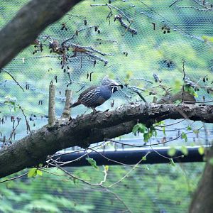 California Quail at Tropical Birdland, 18/05/13