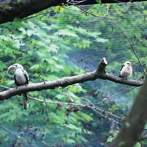 Hornbill and Weaver at Tropical Birdland, 18/05/13