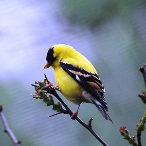 American Goldfinch at Tropical Birdland, 18/05/13