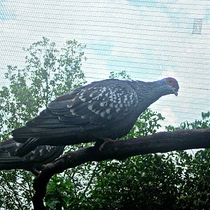 May 2013 - Lorikeet Landing - Speckled Pigeon