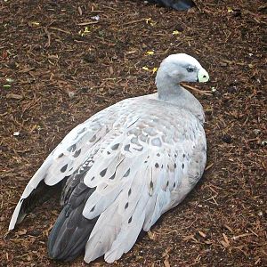 May 2013 - Lorikeet Landing - Cape Barren Goose