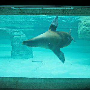 May 2013 - Sea Lions Falls - Duke