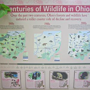 May 2013 - Wolf Woods - Wildlife in Ohio