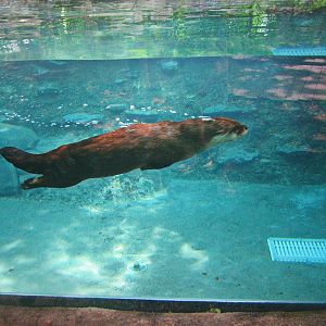 May 2013 - Wolf Woods - North American River Otter