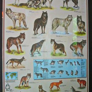 May 2013 - Wolf Woods - Wolf Poster